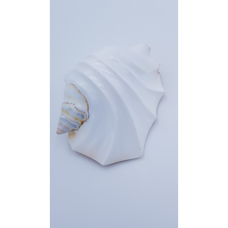 coquillage (Strombus latissimus)