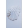 coquillage (Strombus latissimus)