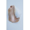 coquillage (Strombus latissimus)