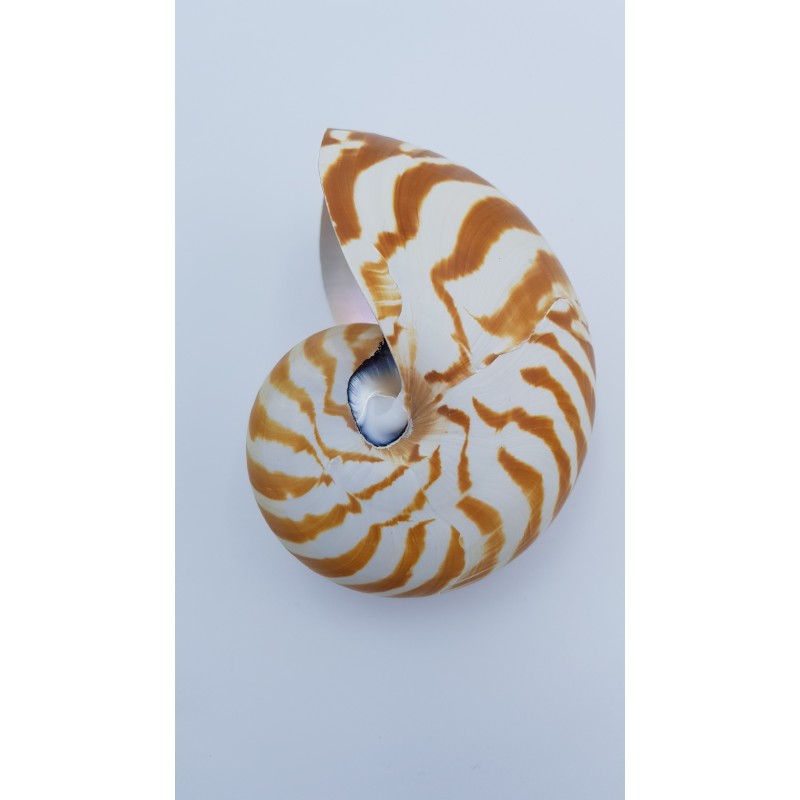 nautile naturel (Nautilus. sp)