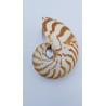 nautile naturel (Nautilus. sp)