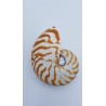 nautile naturel (Nautilus. sp)
