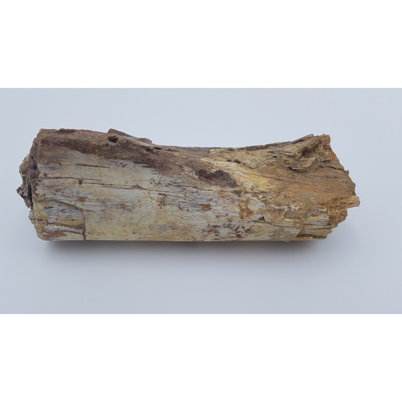 Edmontosaurus (Edmontosaurus)