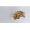 Edmontosaurus (Edmontosaurus)