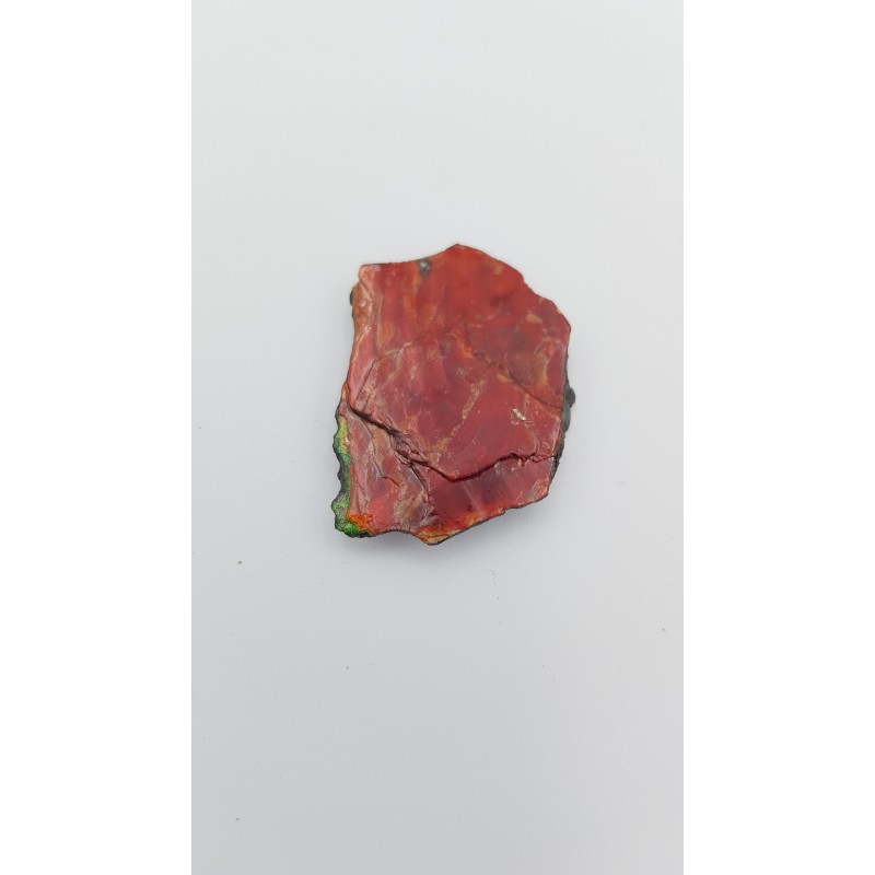 Ammolite (Placenticeras meeki)