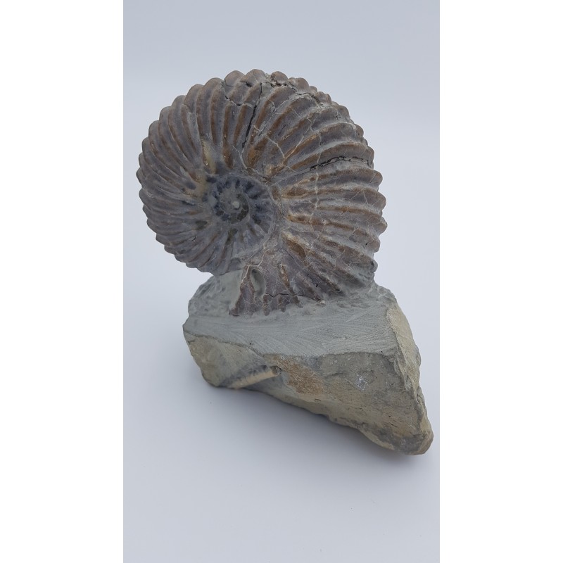 ammonite (Hoplite dentatus)