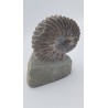 ammonite (Hoplite dentatus)