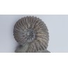 ammonite (Hoplite dentatus)