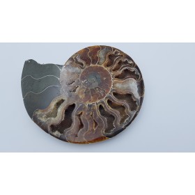 ammonite (Cleoniceras)