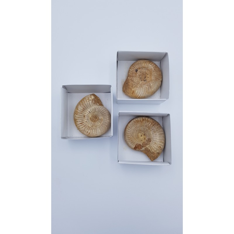 ammonite (Perisphinctes. Sp)