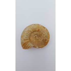 ammonite (Choffatia. Sp)
