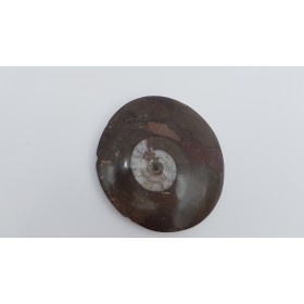 ammonite (Goniatite)