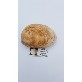 coquillage (Astarté. Sp)