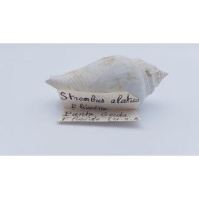 coquillage (Strombus alatus)