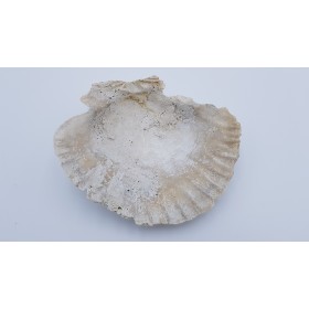 Pecten (Chlamys albina)