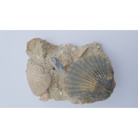 Pecten