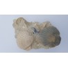 Pecten