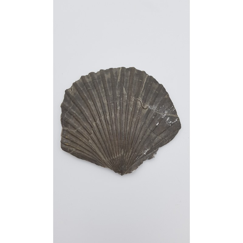 Pecten (Pecten)