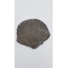Pecten (Pecten)