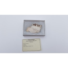 Oréodont (merycoidodon culbertsoni)