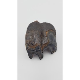 Rhinocéros laineux (Coelodonta antiquitatis)