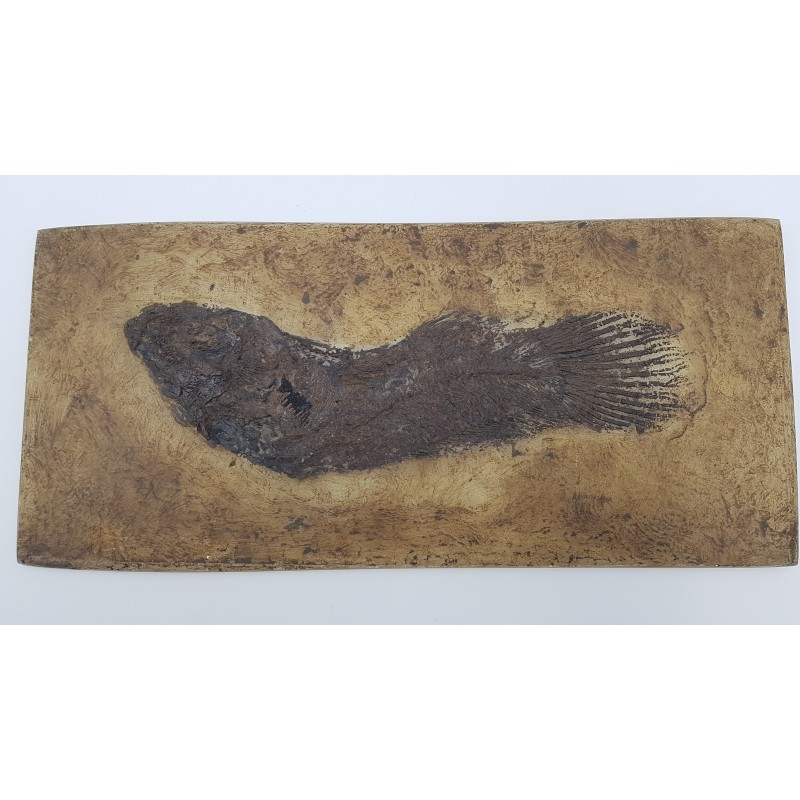 Amia (Cyclurus kehreri)