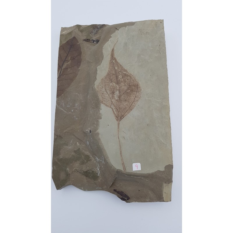 peuplier (Populus wilmattae)