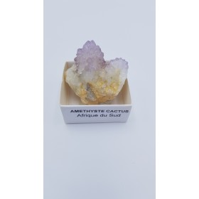 améthyste cactus