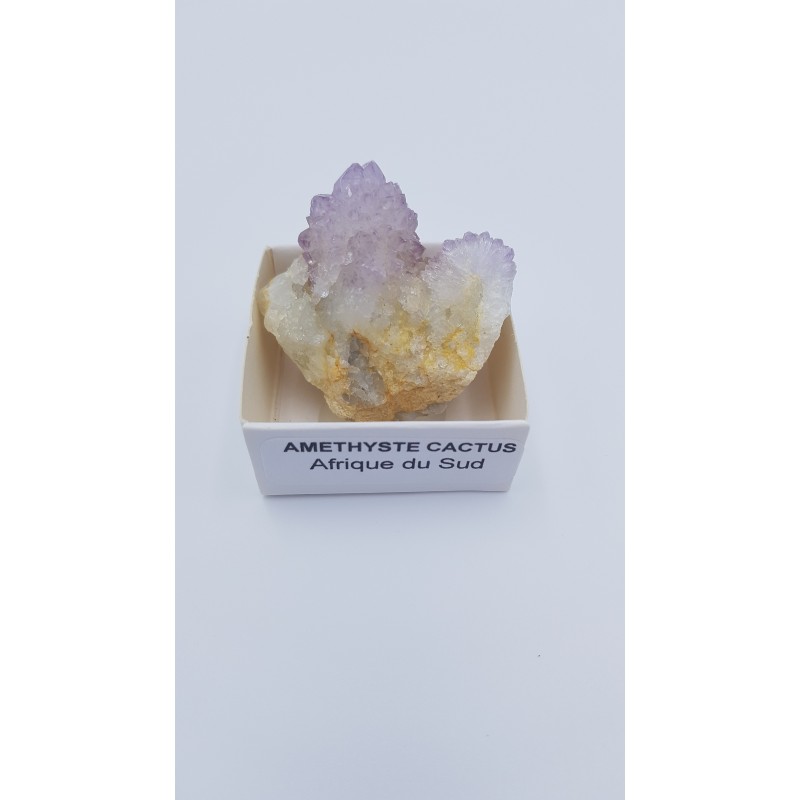 améthyste cactus