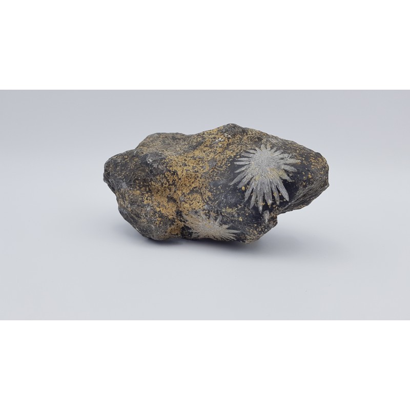 pierre chrysanthème