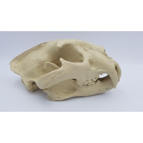 Jaguar (Panthera onca)