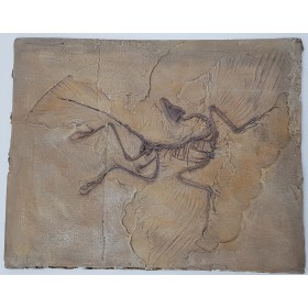 Archæoptéryx (Archaeopteryx lithographica)