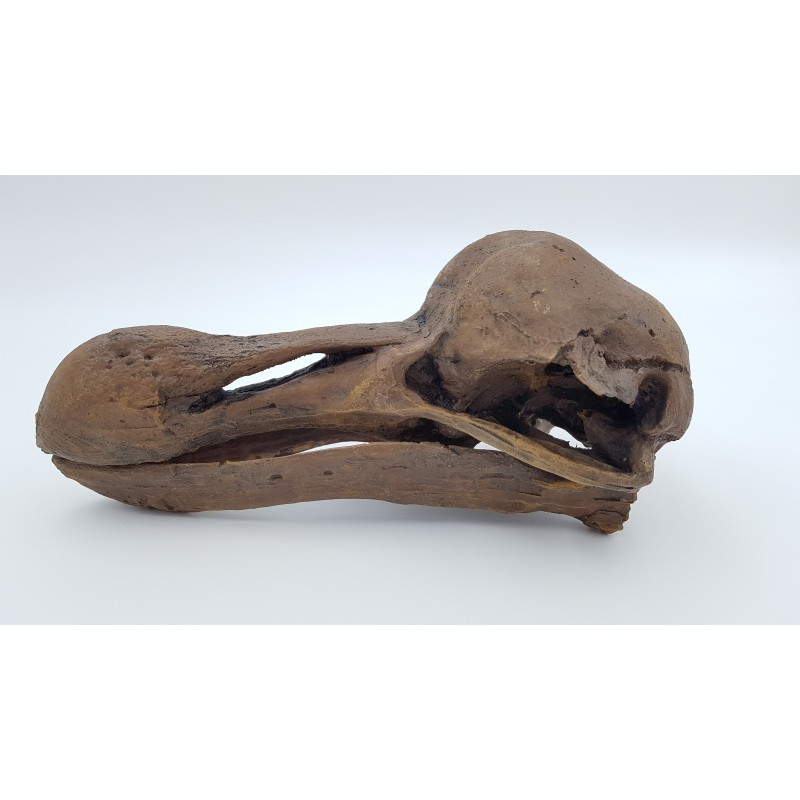 crâne de dodo (ou Dronte de Maurice) (Raphus cucullatus)
