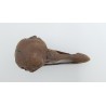 crâne de dodo (ou Dronte de Maurice) (Raphus cucullatus)