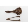 crâne de dodo (ou Dronte de Maurice) (Raphus cucullatus)