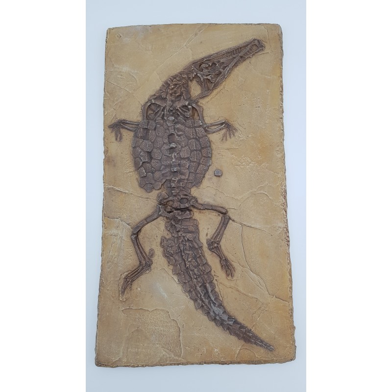 crocodile de Cerin (Crocodileimus robustus)