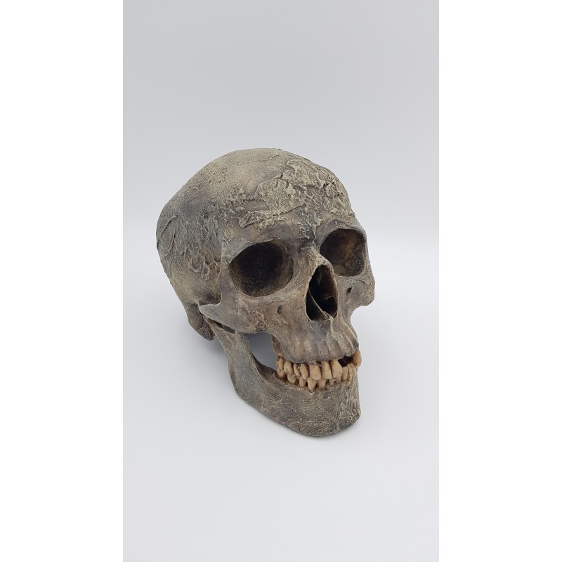 homme actuel (Homo sapiens sapiens)