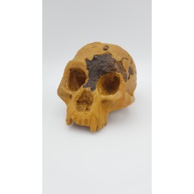 Homme de Florès (Homo floresiensis)