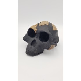 Lucy, crâne (Australopithecus afarensis)