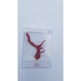 Corail rouge (Corallium rubrum) 1