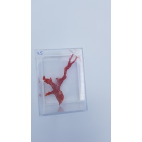 Corail rouge (Corallium rubrum) 2