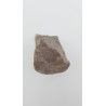 Hypacrosaurus (Hypacrosaurus) 1