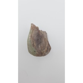 Hypacrosaurus (Hypacrosaurus) 1