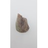 Hypacrosaurus (Hypacrosaurus) 1