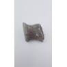 Hypacrosaurus (Hypacrosaurus) 2