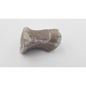 Hypacrosaurus (Hypacrosaurus) 2