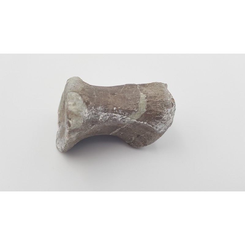 Hypacrosaurus (Hypacrosaurus) 2