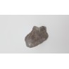 Hypacrosaurus (Hypacrosaurus) 2