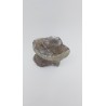 Hypacrosaurus (Hypacrosaurus) 2