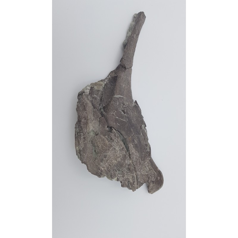 Hypacrosaurus (Hypacrosaurus) 3